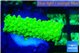 Acropora neon green 1-3 cm WYSIWYG acclimaté
