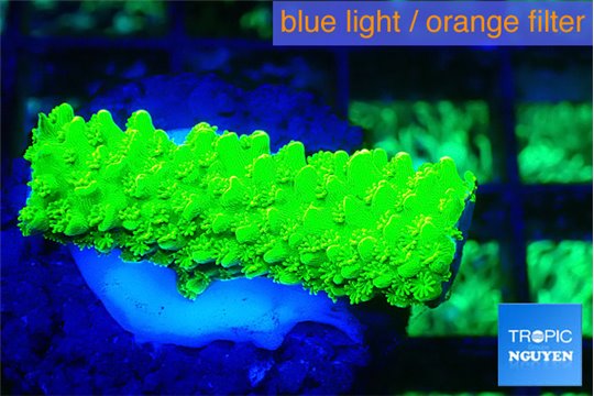 Acropora neon green 1-3 cm WYSIWYG acclimaté