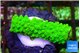 Acropora neon green 1-3 cm WYSIWYG acclimaté