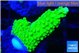Acropora neon green 1-3 cm WYSIWYG acclimaté