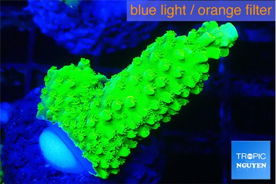 Acropora neon green 1-3 cm WYSIWYG acclimaté