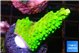 Acropora neon green 1-3 cm WYSIWYG acclimaté
