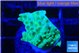 Acropora green purple 1-2 cm WYSIWYG acclimaté