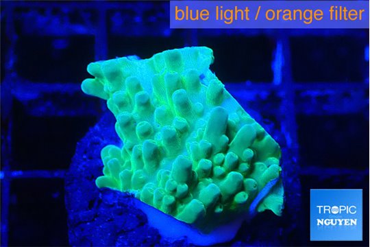 Acropora green purple 1-2 cm WYSIWYG acclimaté