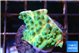 Acropora green purple 1-2 cm WYSIWYG acclimaté