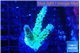 Acropora green purple 2-3 cm WYSIWYG acclimaté