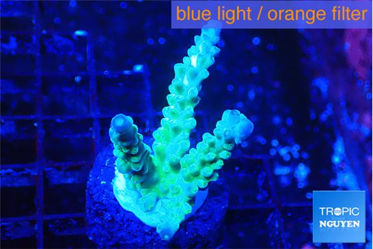 Acropora green purple 2-3 cm WYSIWYG acclimaté