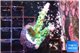 Acropora green purple 2-3 cm WYSIWYG acclimaté
