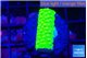 Acropora neon green 1-2 cm WYSIWYG acclimaté