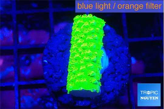 Acropora neon green 1-2 cm WYSIWYG acclimaté