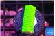 Acropora neon green 1-2 cm WYSIWYG acclimaté