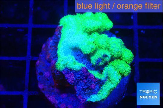 Pocillopora verucosa neon green damaged 1-3 cm WYSIWYG acclimaté