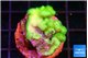 Pocillopora verucosa neon green damaged 1-3 cm WYSIWYG acclimaté