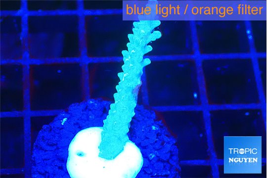 Acropora green purple 2-3 cm WYSIWYG acclimaté