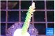Acropora green purple 2-3 cm WYSIWYG acclimaté