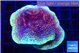 Montipora purple cap 3-5 cm WYSIWYG acclimaté