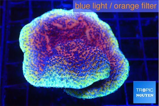 Montipora purple cap 3-5 cm WYSIWYG acclimaté