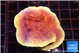 Montipora purple cap 3-5 cm WYSIWYG acclimaté