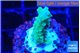 Acropora green purple 1-2 cm WYSIWYG acclimaté