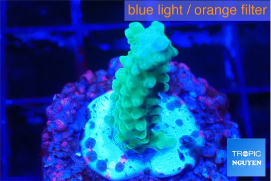 Acropora green purple 1-2 cm WYSIWYG acclimaté