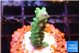 Acropora green purple 1-2 cm WYSIWYG acclimaté