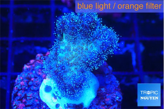 Pocillopora damicornis pink 1-2 cm WYSIWYG acclimaté