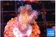 Pocillopora damicornis pink 1-2 cm WYSIWYG acclimaté