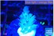 Acropora green purple 1-2 cm WYSIWYG acclimaté