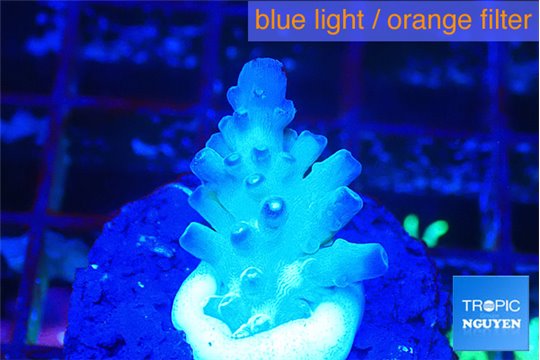 Acropora green purple 1-2 cm WYSIWYG acclimaté