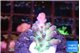 Acropora green purple 1-2 cm WYSIWYG acclimaté