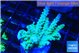 Acropora green & blue tip 4-5 cm WYSIWYG acclimaté