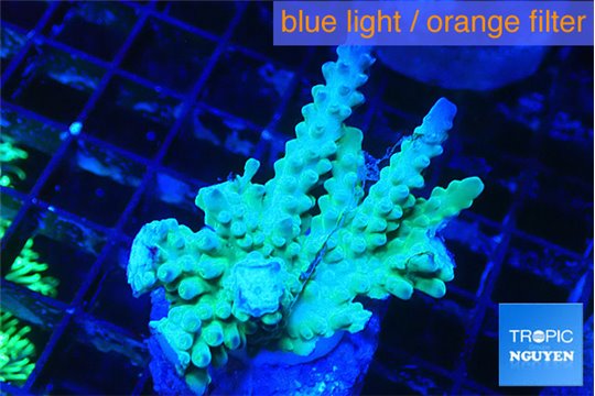 Acropora green & blue tip 4-5 cm WYSIWYG acclimaté