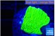 Montipora green cap 1-2 cm WYSIWYG acclimaté