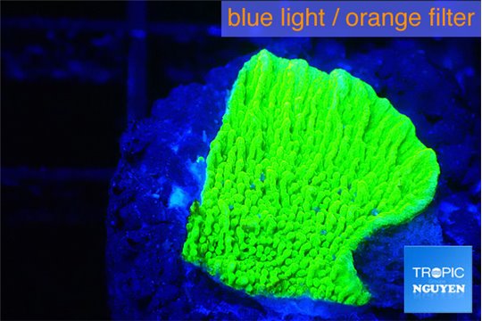 Montipora green cap 1-2 cm WYSIWYG acclimaté