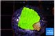 Montipora green cap 1-2 cm WYSIWYG acclimaté