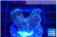 Pocillopora damicornis pink 1-2 cm WYSIWYG acclimaté