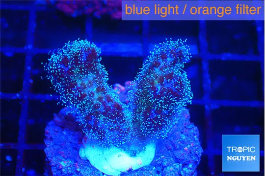 Pocillopora damicornis pink 1-2 cm WYSIWYG acclimaté