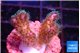 Pocillopora damicornis pink 1-2 cm WYSIWYG acclimaté
