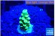 Acropora green 1 cm WYSIWYG acclimaté