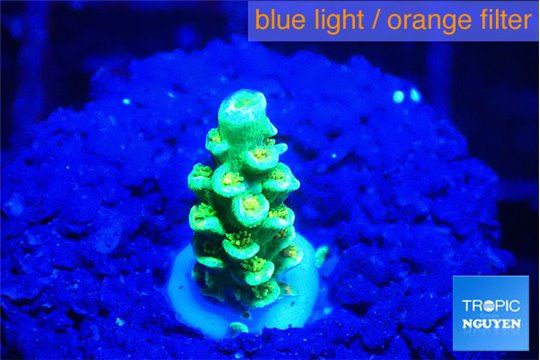 Acropora green 1 cm WYSIWYG acclimaté