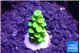 Acropora green 1 cm WYSIWYG acclimaté