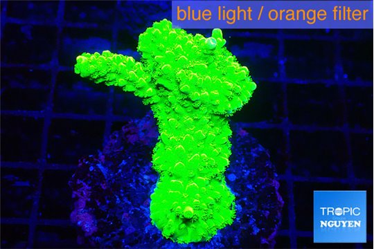 Acropora neon green 2-3 cm WYSIWYG acclimaté