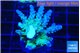 Acropora green blue Fijii 2-4 cm WYSIWYG acclimaté