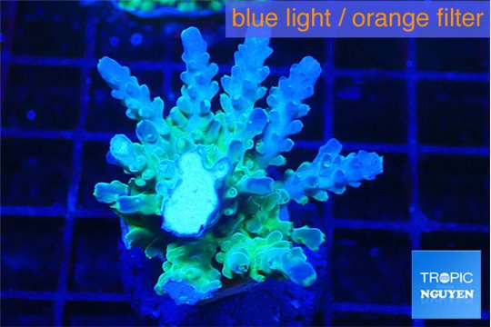 Acropora green blue Fijii 2-4 cm WYSIWYG acclimaté