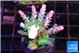 Acropora green blue Fijii 2-4 cm WYSIWYG acclimaté