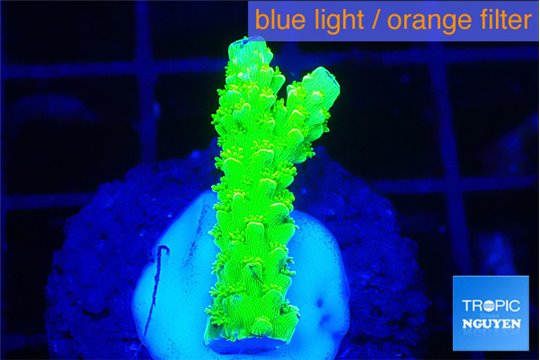 Acropora neon green 1-2 cm WYSIWYG acclimaté
