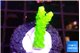 Acropora neon green 1-2 cm WYSIWYG acclimaté