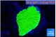 Montipora green cap 1-2 cm WYSIWYG acclimaté