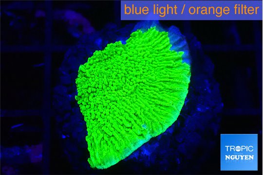 Montipora green cap 1-2 cm WYSIWYG acclimaté