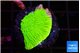 Montipora green cap 1-2 cm WYSIWYG acclimaté